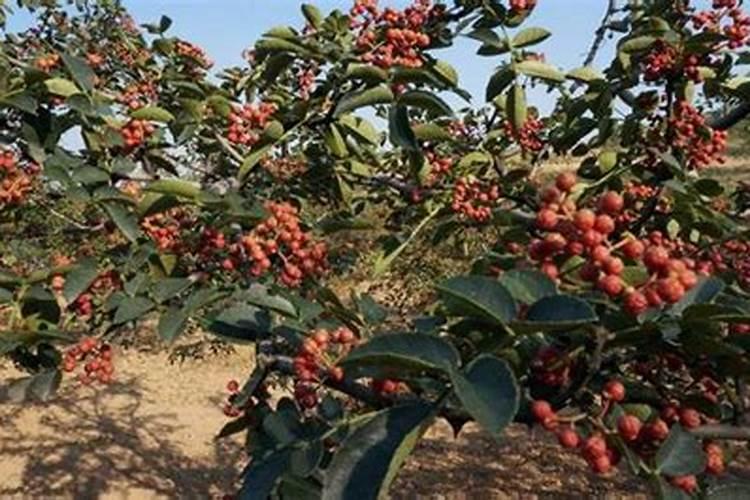 花椒叶面肥多久打好