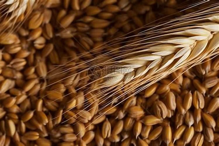 小麦分蘖期用什么叶面肥效果好