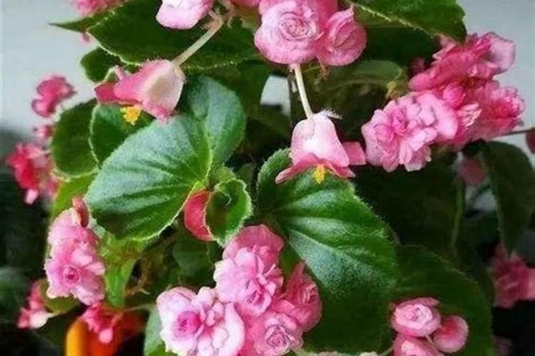 四季海棠施什么肥