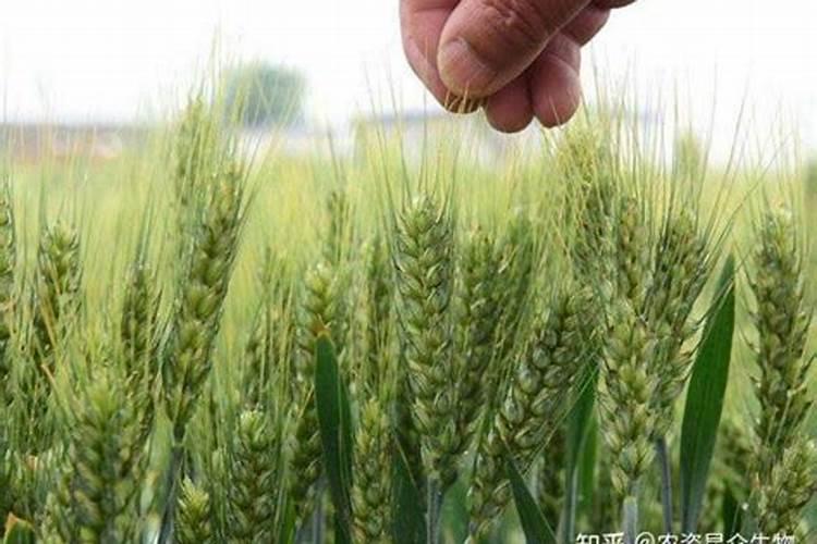 花卉叶面肥多久喷一次比较好 叶面肥打多了有害吗