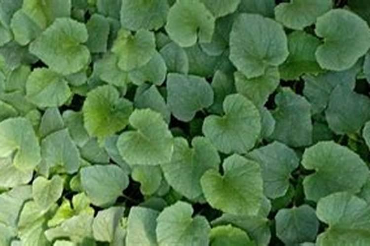 暑伏天种哪些菜最好