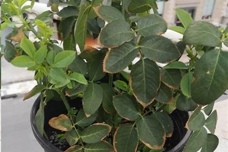 月季施肥过多症状