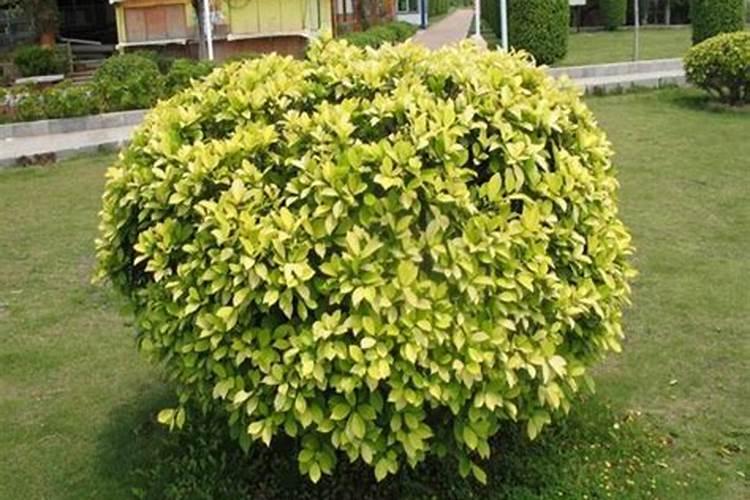 辣椒肥害怎么补救