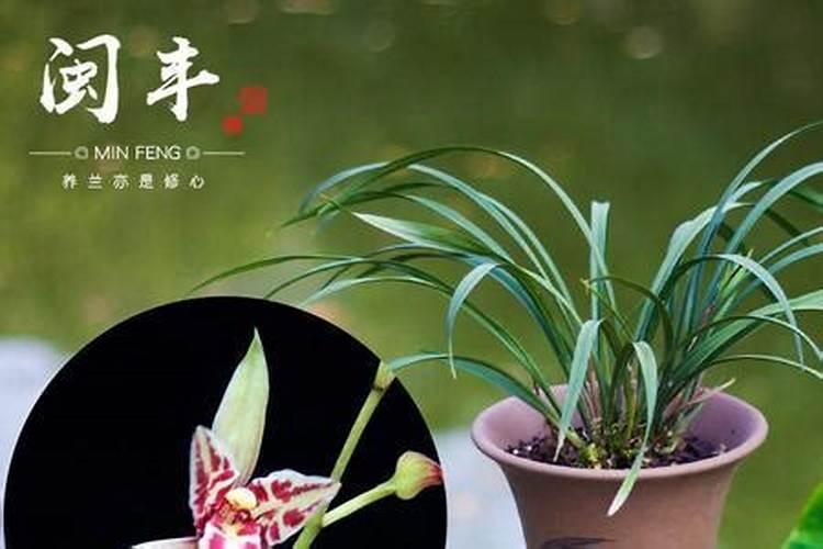 蕙兰大排铃期间可以杀菌吗？