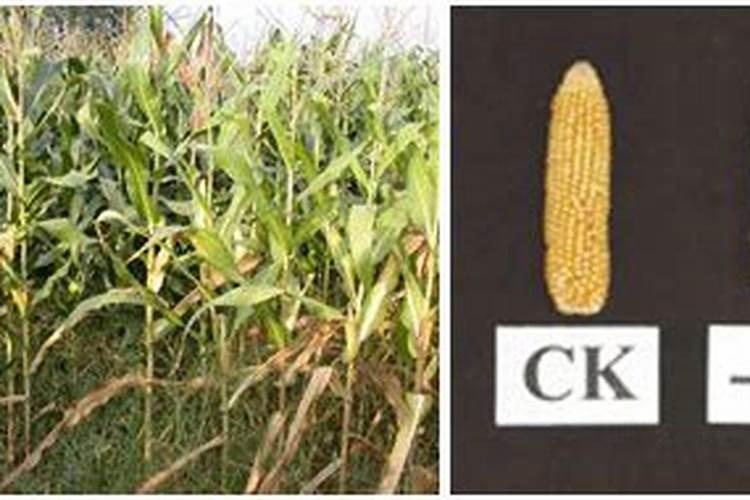 俄罗斯为什么不允许中国人去种地