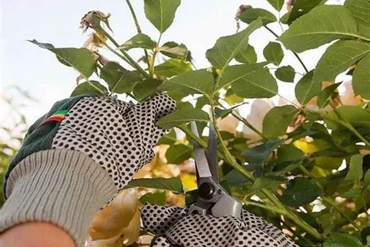 浅根性花卉有哪些