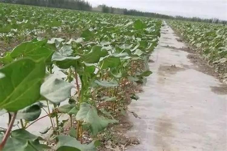 棉花高度一米三怎么施肥