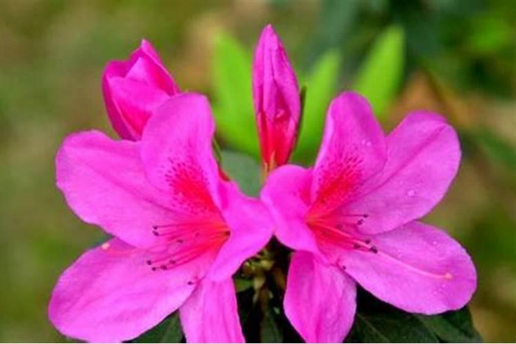 杜鹃花施什么肥才能开花