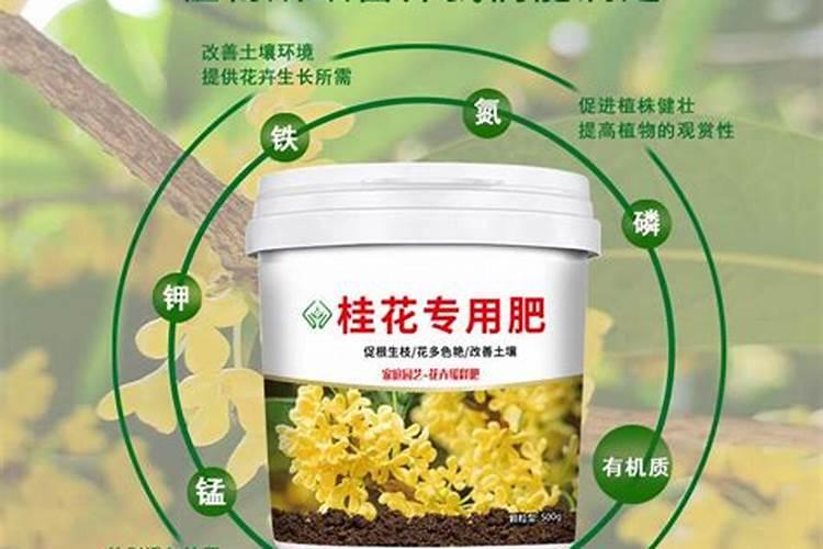桂花施肥方法,用什么肥好