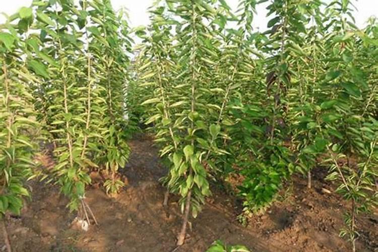 买的那棵樱桃树的主枝干都不长叶子的,都是长子侧枝, 可是侧枝都在枯萎...