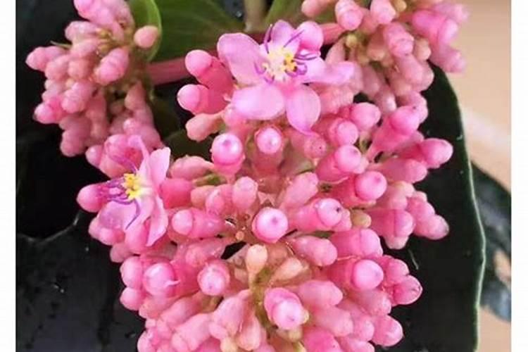 捕蝇草可以施钾肥吗？