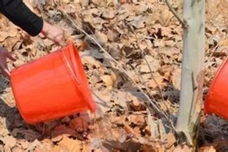 三红蜜柚在闽东种植肉不红是什么原因