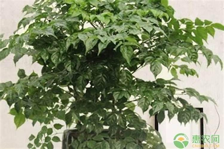 幸福树需要什么样的肥料最好