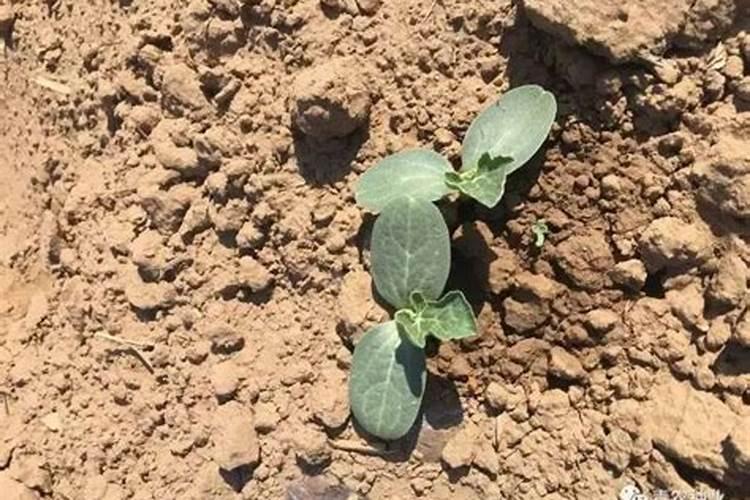 西瓜苗期用什么叶面肥