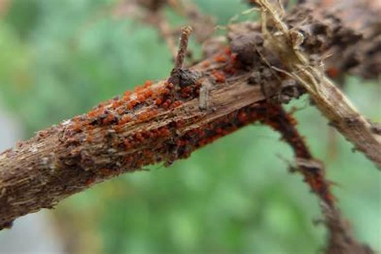 腐植酸肥如何改善土壤？