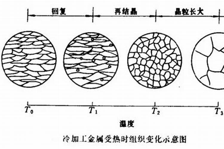 金钱树用什么肥料最好最旺盛
