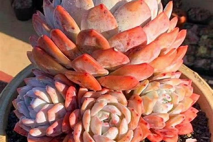 性感美多肉橙梦露植物百科 橙梦露怎么养