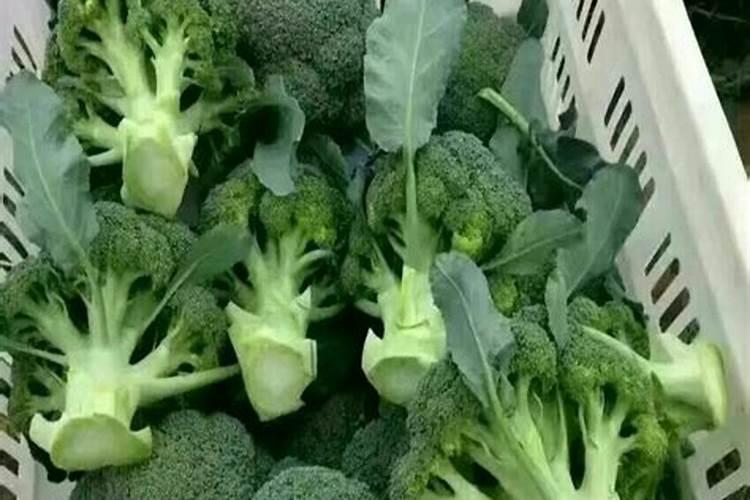 西兰花怎么时候追肥