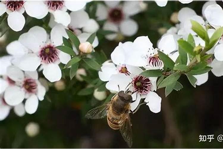 樱桃树花期叶面肥和蜂蜜水能混打吗？