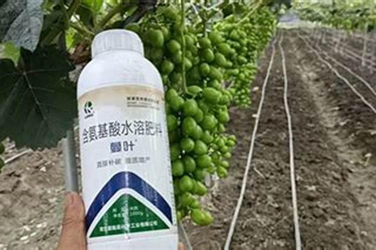 瓜子壳可以当肥料放花盆里吗？