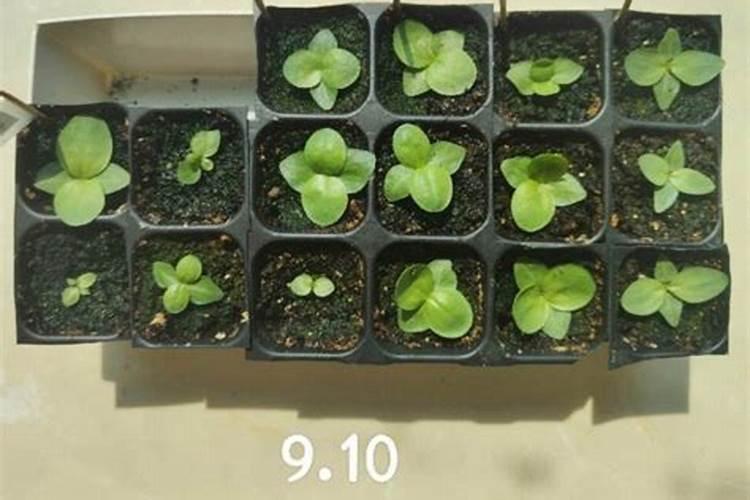 桔梗底肥放什么肥好(底肥施用方法)