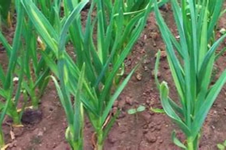 滑县大葱批发市场在哪里