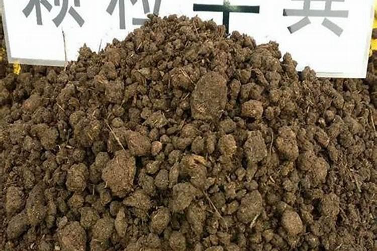全国最大的核桃种苗输出地全国最大的核桃种植基地
