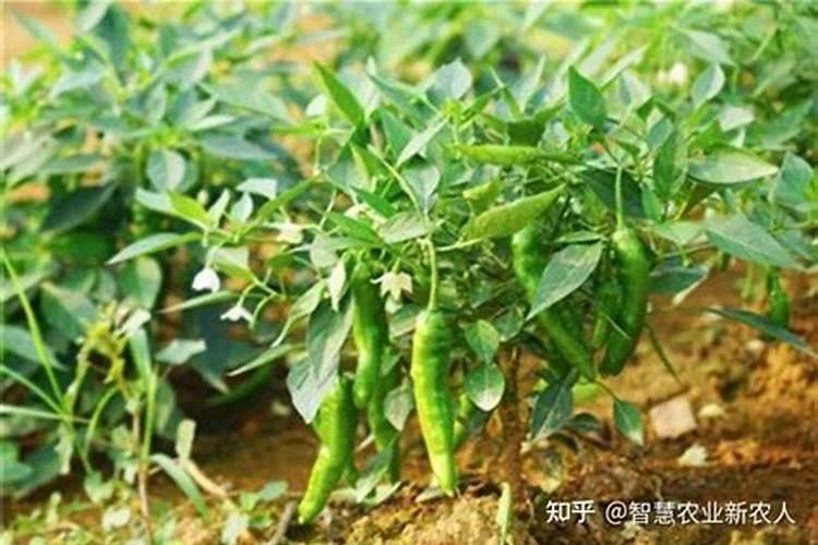 怎样识别氯化铵肥和尿素 氯化铵肥和尿素有何区别呢