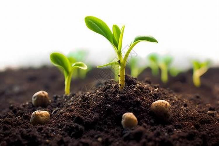 刚种下去的水稻种子刚上完水,水退了,还没发芽能撒复合肥吗？百度知 ...