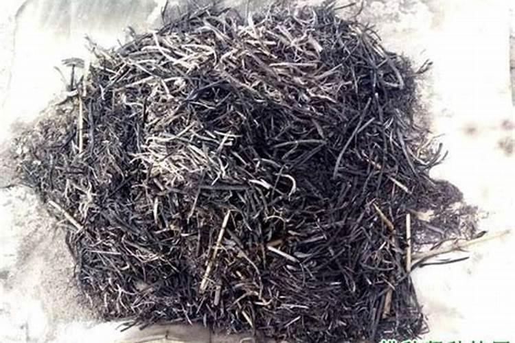 火灰可以种植盆栽吗 火灰种植盆栽可以吗