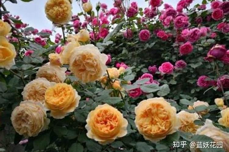 月季施肥和打药要错开时间吗