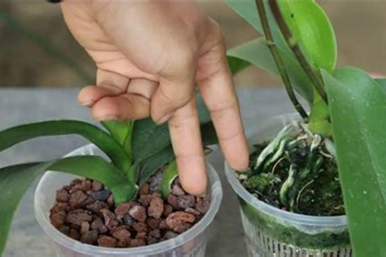 小麦田误喷除草剂怎么补救