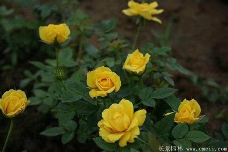 月季施肥和打药要错开时间吗