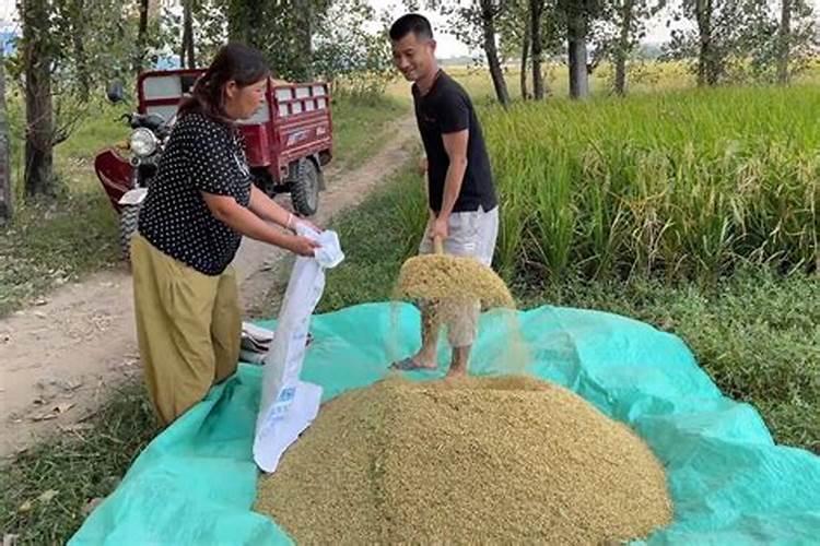 水稻硼肥的作用及使用方法