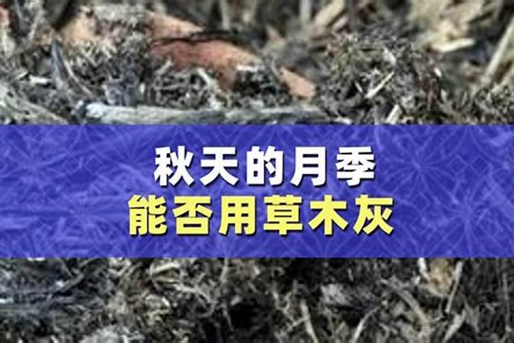 草木灰可以当肥料吗怎么使用