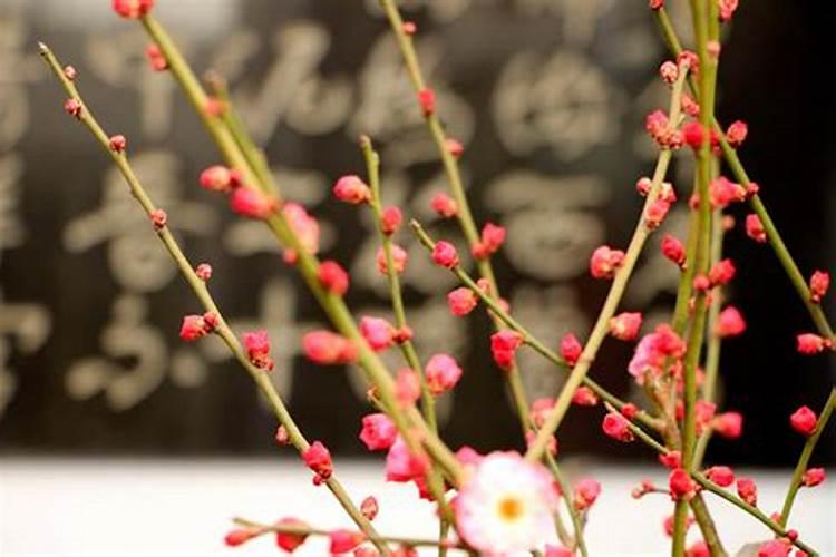 正在开花的四季梅上什么肥料好