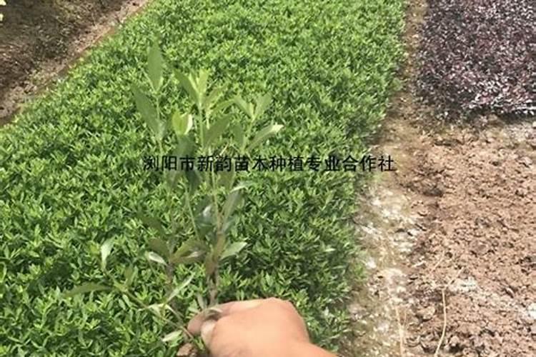 红豆杉什么时候换盆好