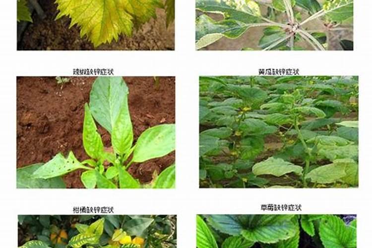 玉米缺硫有哪些表现？如何给玉米补充硫肥？