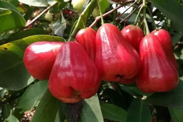 兔子粪便当花肥