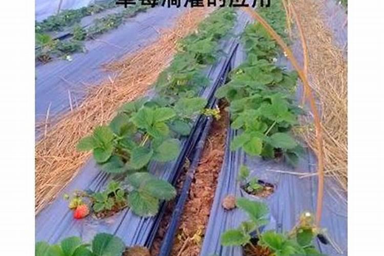 草莓老是叶边枯萎,之前一次是因为肥料多了,这次没有施肥,依然有问题...