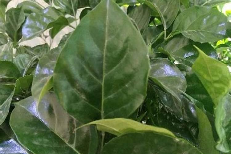 蓝莓一号号一号蓝莓是一个品种吗