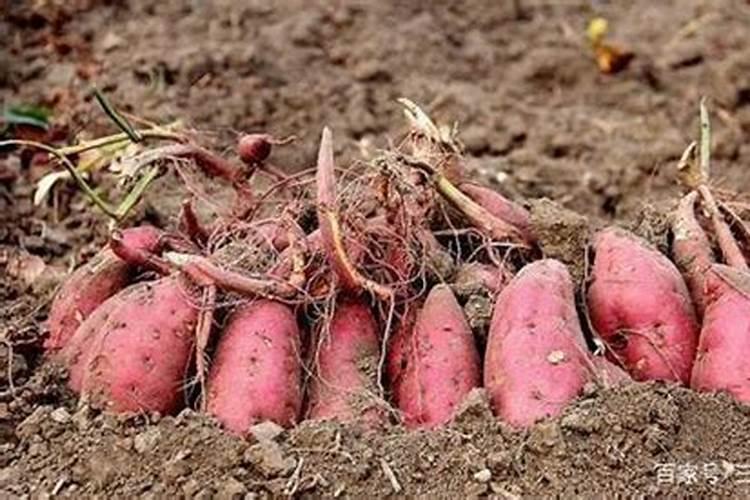 什么花可以埋黄豆做肥、什么花用黄豆肥长的旺