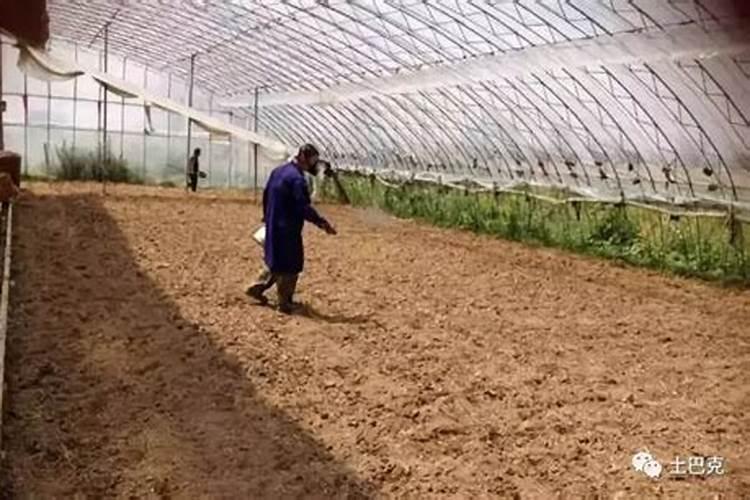 植物防冻剂有什么作用？正确的使用时间与使用方法是什么？