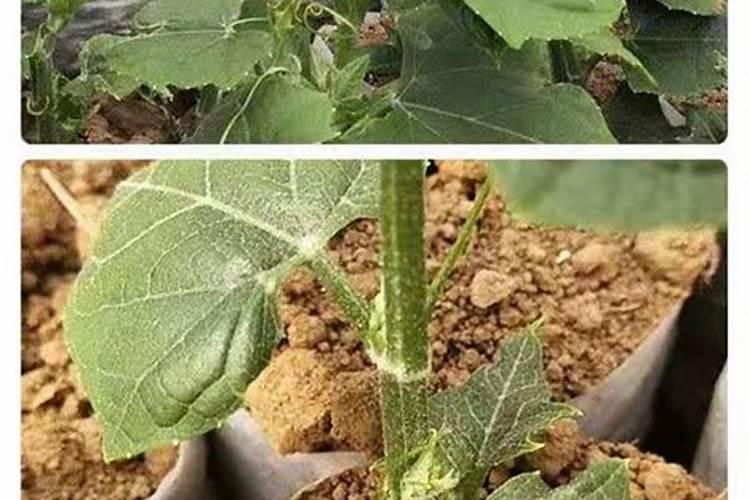 柑橘专用促花叶面肥柑橘促花用什么肥柑橘促花肥批发
