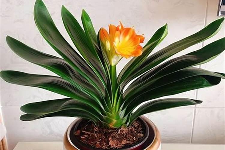 多菌灵可以浇月季花吗？