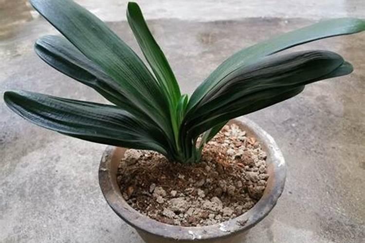 黑绿壮叶面肥是由什么有效成分组成的