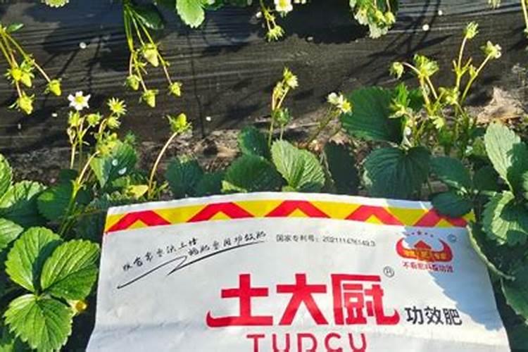 一膜六行棉花亩株数怎么计算