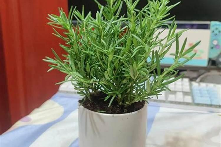 迷迭香怎么施肥,详解迷迭香施肥步骤