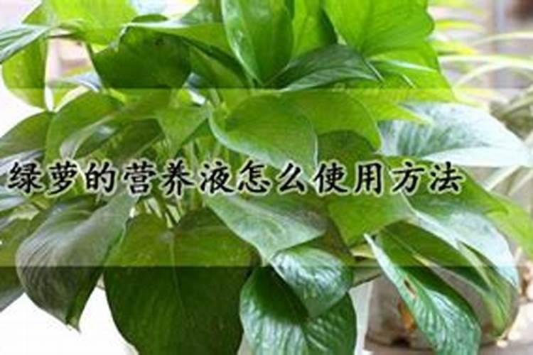 水养绿萝加什么肥料