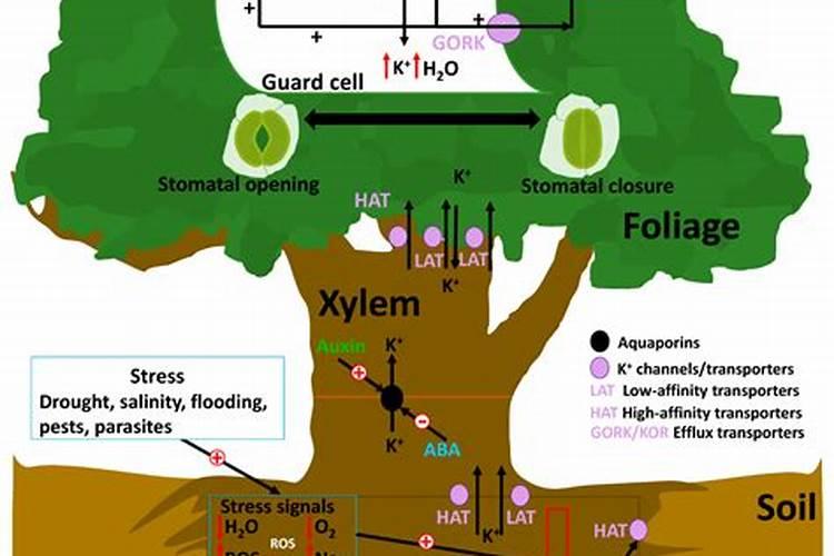 麻山药什么时候施肥最好